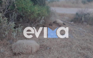 Δεκάδες πρόβατα πέθανανμετά τον θάνατο του βοσκού τους στην Εύβοια Δεκάδες πρόβατα πέθανανμετά τον θάνατο του βοσκού τους στην Εύβοια