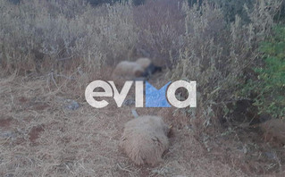 Δεκάδες πρόβατα πέθανανμετά τον θάνατο του βοσκού τους στην Εύβοια Δεκάδες πρόβατα πέθανανμετά τον θάνατο του βοσκού τους στην Εύβοια