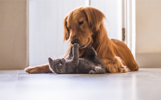 Σε λειτουργία η πλατφόρμα pet.gov.gr: Οι οκτώ ψηφιακές υπηρεσίες για τα ζώα συντροφιάς