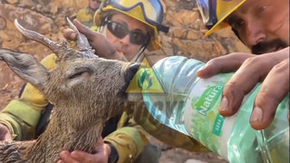 Ισπανία-φωτιές: Ελάφι πίνει νερό από τους πυροσβέστες και άλογο επιστρέφει για την οικογένειά του