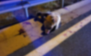 Αρκούδα συγκρούστηκε με διερχόμενο Ι.Χ. Αρκούδα συγκρούστηκε με διερχόμενο Ι.Χ.
