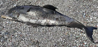 Νεκρό μωρό δελφίνι σε παραλία της Φθιώτιδας