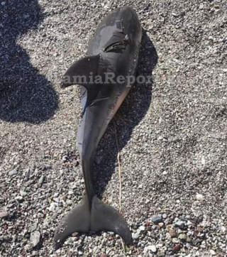 Νεκρό μωρό δελφίνι σε παραλία της Φθιώτιδας