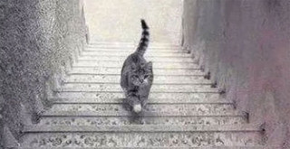Η φωτογραφία με τη γάτα και τις σκάλες που μπερδεύει 