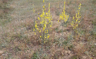 Το κίτρινο λουλούδι που φυτρώνει μόνο στη Δοϊράνη