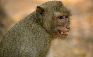 Μαϊμού