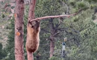 Αρκούδα κάνει ακροβατικά για μια… ταΐστρα πουλιών