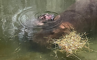 Hippopotamus at Cincinnati Zoo