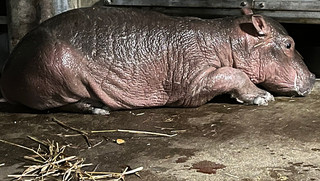 Hippopotamus at Cincinnati Zoo