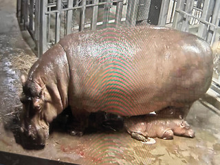 Hippopotamus at Cincinnati Zoo