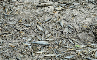 Νεκρά ψάρια στη Γαλλία