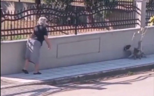 Οργή στη Θεσσαλονίκη: Ηλικιωμένη χτύπησε με μπαστούνι αδέσποτο σκυλί που κοιμόταν στο πεζοδρόμιο