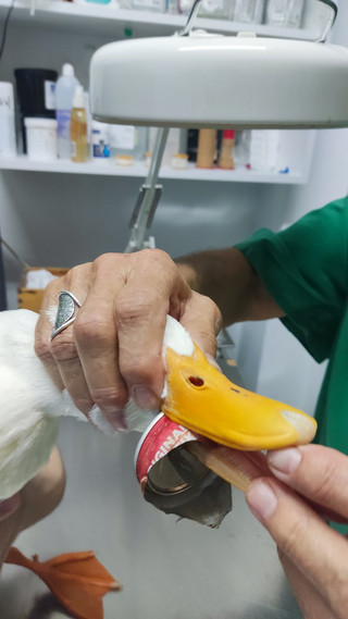 Πάπια στη λίμνη Μπελέτσι Πάπια στη λίμνη Μπελέτσι