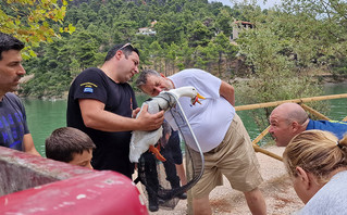 Πάπια στη λίμνη Μπελέτσι Πάπια στη λίμνη Μπελέτσι