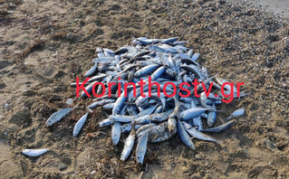 Γέμισε με νεκρά ψάρια η παραλία στον Άσσο Κορινθίας – Δείτε φωτογραφίες και βίντεο