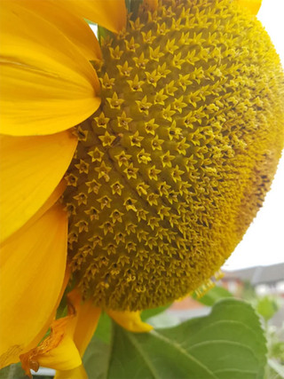 Ένα ηλιοτρόπιο που κρύβει εκατοντάδες ακόμη λουλούδια
