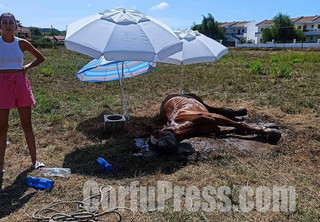 Βασανιστικός θάνατος για άλογο στο Σιδάρι, χωρίς νερό, κάτω απ΄ τον ήλιο Βασανιστικός θάνατος για άλογο στο Σιδάρι, χωρίς νερό, κάτω απ΄ τον ήλιο
