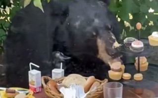 ΗΠΑ: Αρκούδα όρμησε σε παιδικό πάρτι και έφαγε όλα τα cup cakes
