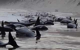 Πάνω από 200 φάλαινες ξεβράστηκαν στην Τασμανία – Περίπου οι μισές είναι ζωντανές