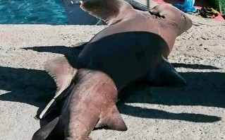 Μεγάλος καρχαρίας-αλεπού πιάστηκε από ψαράδες στα Χανιά