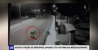Θεσσαλονίκη: Λύκοι «αλωνίζουν» σε κεντρικούς δρόμους στα Κουφάλια