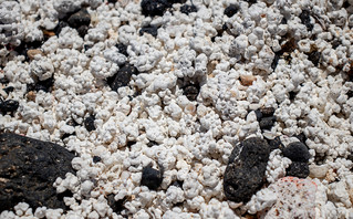 Κοράλια που μοιάζουν με ποπ κορν σε παραλία στα Κανάρια Νησιά