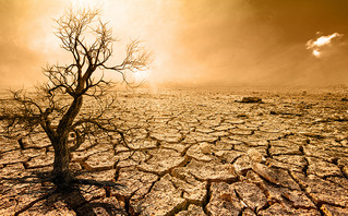 Υπερθέρμανση του πλανήτη, άνυδρη, αφυδατωμένα, νεκρά δέντρα