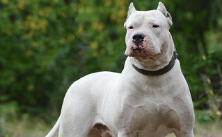 Σκύλος Ντόγκο Αρτζεντίνο κατασπάραξε μικρό κοκόνι στην Κηφισιά &#8211; Το σκότωσε επιχειρηματίας που περνούσε από το σημείο