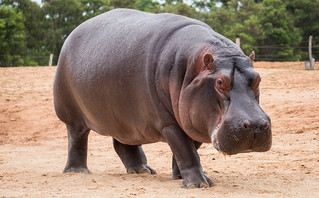 Ιπποπόταμος Ιπποπόταμος