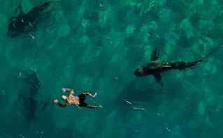 Κολύμπι με καρχαρίες στο Ισραήλ