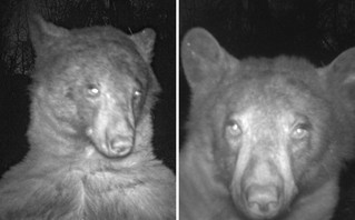 Αρκούδα βρήκε κάμερα στο δάσος και τράβηξε πάνω από 400 selfies