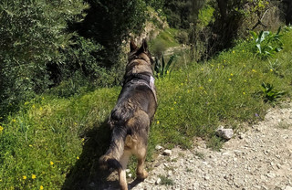 Κτηνωδία στην Κρήτη: Βρέθηκαν δηλητηριασμένα κυνηγόσκυλα στο Φράγμα Φανερωμένης
