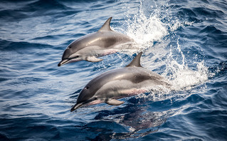 Γαλλία: Πάνω από 910 δελφίνια έχουν χάσει τη ζωή τους από την αρχή του χρόνου &#8211; «Δεν έχει προηγούμενο»