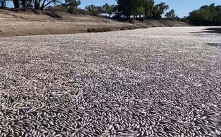 Εκατομμύρια ψάρια εντοπίστηκαν νεκρά σε ποταμό στην Αυστραλία