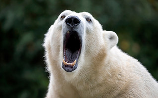 Πολική αρκούδα σκοτώθηκε από ηλεκτροπληξία σε ζωολογικό κήπο της Κοπεγχάγης