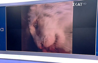 Εγκατέλειψαν λευκό τιγράκι σε κάδο έξω από το Αττικό Ζωολογικό Πάρκο