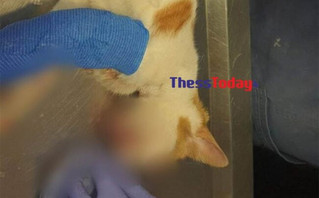 Εξοργιστικό περιστατικό στη Θεσσαλονίκη: Κλώτσησε στο κεφάλι γατάκι που τον πλησίασε για να το χαϊδέψει