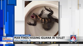 Φλόριντα: Βρήκε ιγκουάνα στην τουαλέτα – Πήγε να το πιάσει και εξαφανίστηκε στο σωλήνα