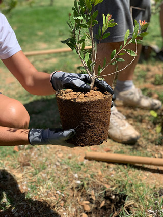 tree planting1