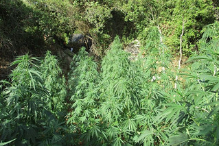 Χασισοφυτεία με πάνω από 1.000 δενδρύλλια κάνναβης εντόπισε η ΕΛ.ΑΣ στα Χανιά &#8211; Δύο συλλήψεις