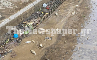 Τα ψάρια βγήκαν στη στεριά και σπαρταρούν στον δρόμο στον Βόλο – Η πόλη δοκιμάζεται ξανά από την κακοκαιρία Τα ψάρια βγήκαν στη στεριά και σπαρταρούν στον δρόμο στον Βόλο – Η πόλη δοκιμάζεται ξανά από την κακοκαιρία