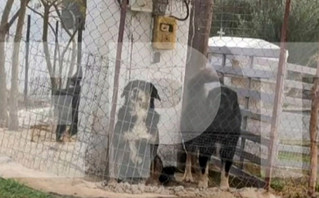 Αυτά είναι τα σκυλιά που κατασπάραξαν την 50χρονη στη Θεσσαλονίκη Αυτά είναι τα σκυλιά που κατασπάραξαν την 50χρονη στη Θεσσαλονίκη
