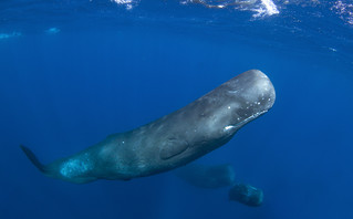 Φάλαινα Φυσητήρας