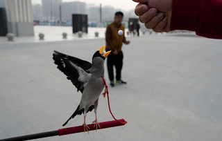 Πουλί εκπαιδεύεται στην Κίνα