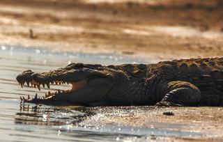 Κροκόδειλος Κροκόδειλος