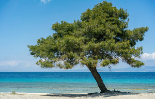 Γλαρόκαβος Γλαρόκαβος