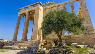 Η ελιά στην Ακρόπολη Η ελιά στην Ακρόπολη
