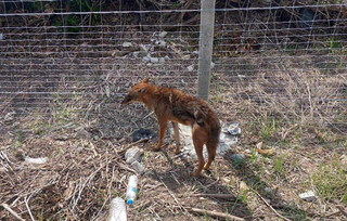 Τσακάλι βρέθηκε σε κατοικημένη περιοχή έξω από τη Λάρισα Τσακάλι βρέθηκε σε κατοικημένη περιοχή έξω από τη Λάρισα