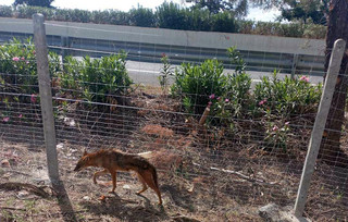 Τσακάλι βρέθηκε σε κατοικημένη περιοχή έξω από τη Λάρισα Τσακάλι βρέθηκε σε κατοικημένη περιοχή έξω από τη Λάρισα