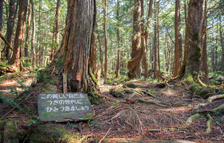 Aokigahara Fuji Aokigahara Fuji